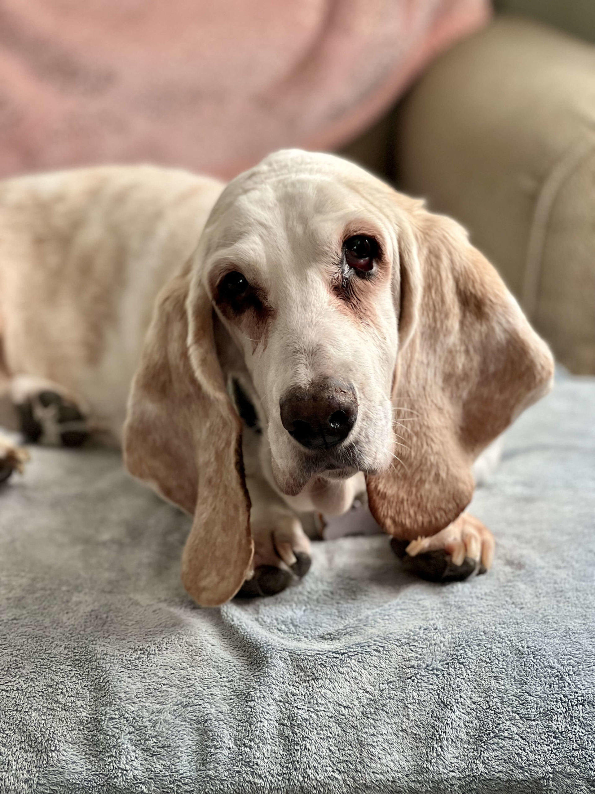 GiGi