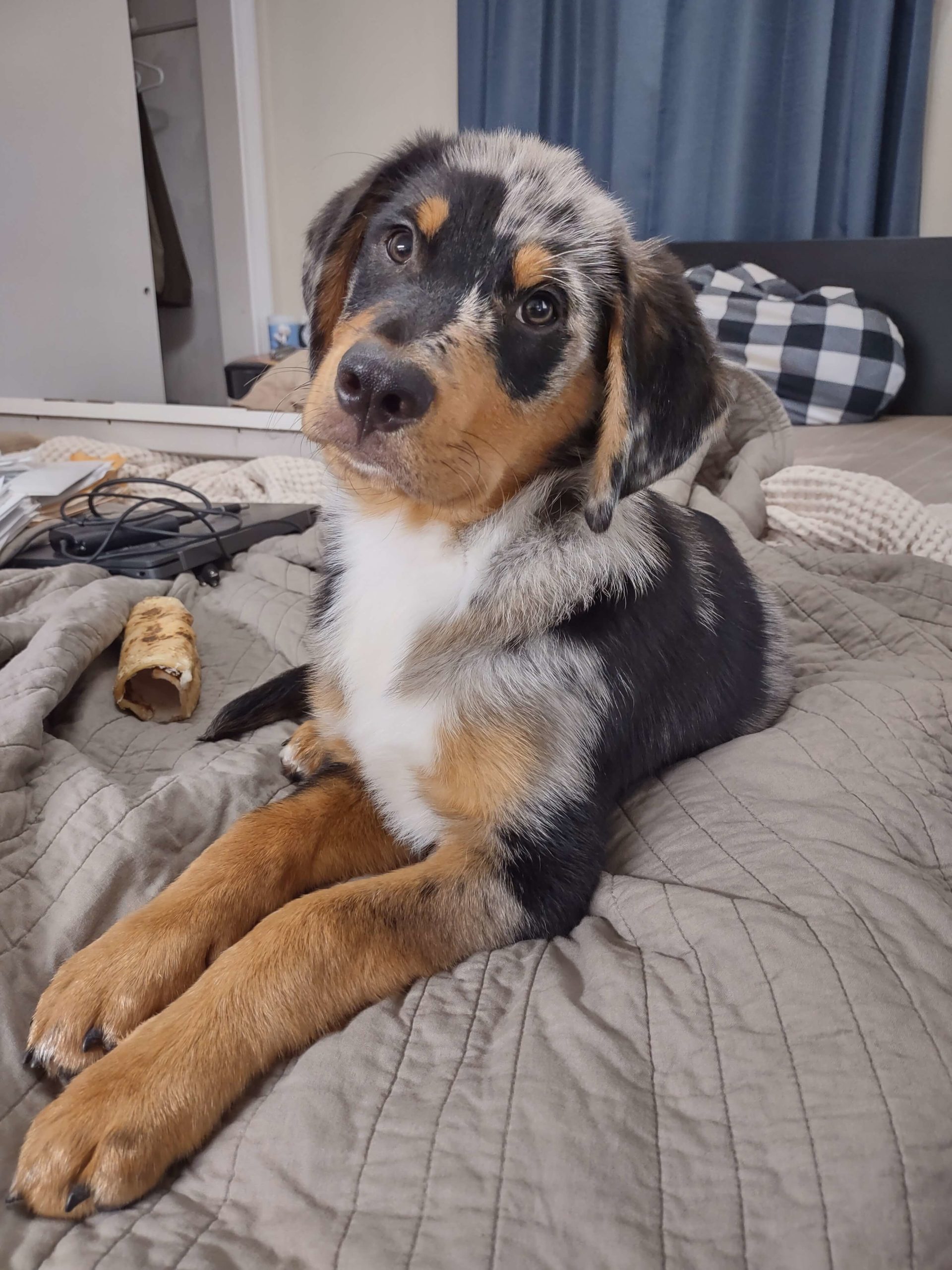 Rocky aka Don Cicco