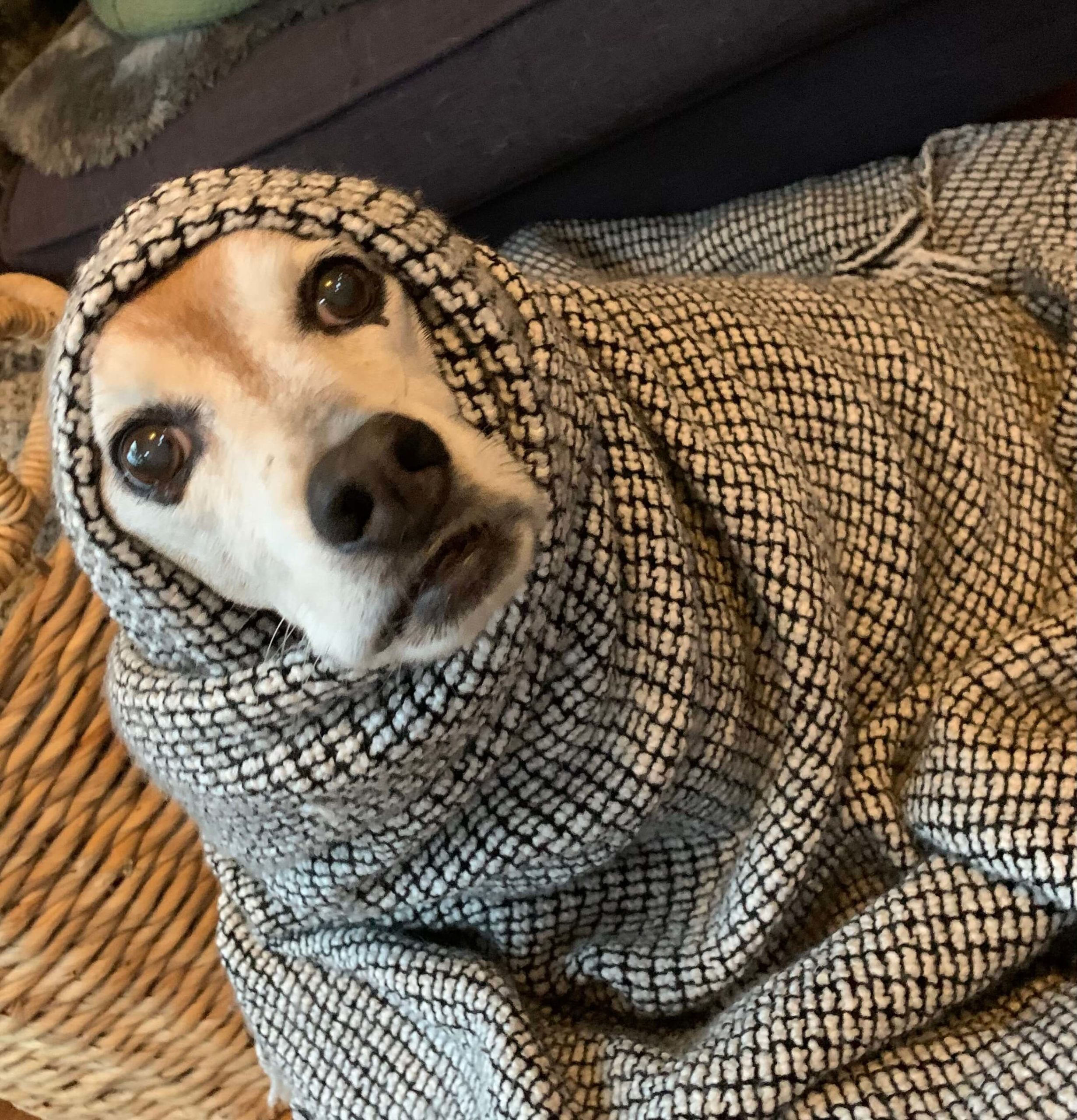 Finn